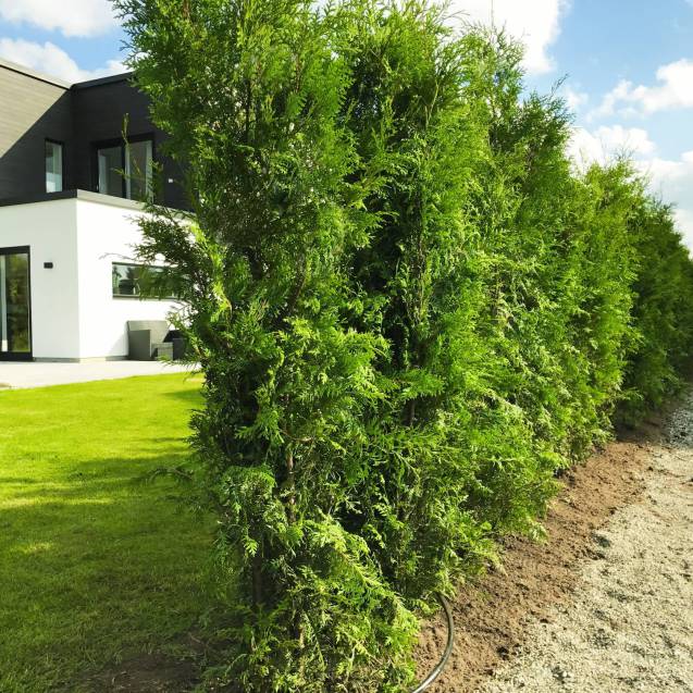 Thuja Brabant