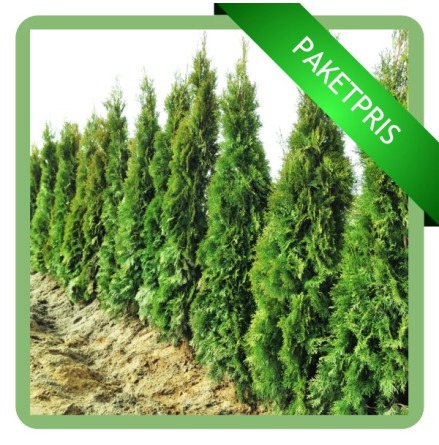 | 300ST - Thuja Smaragd 80CM+ | Levereras vren 2024 |
