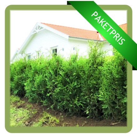 | 300ST - Thuja Brabant 100+ CM | Levereras vren 2024 |