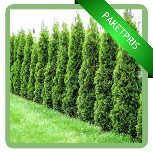 Droppslang thuja Droppslang thuja