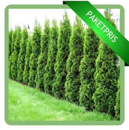 |100ST - Thuja Smaragd 160 CM+| Levereras vren 2024 |