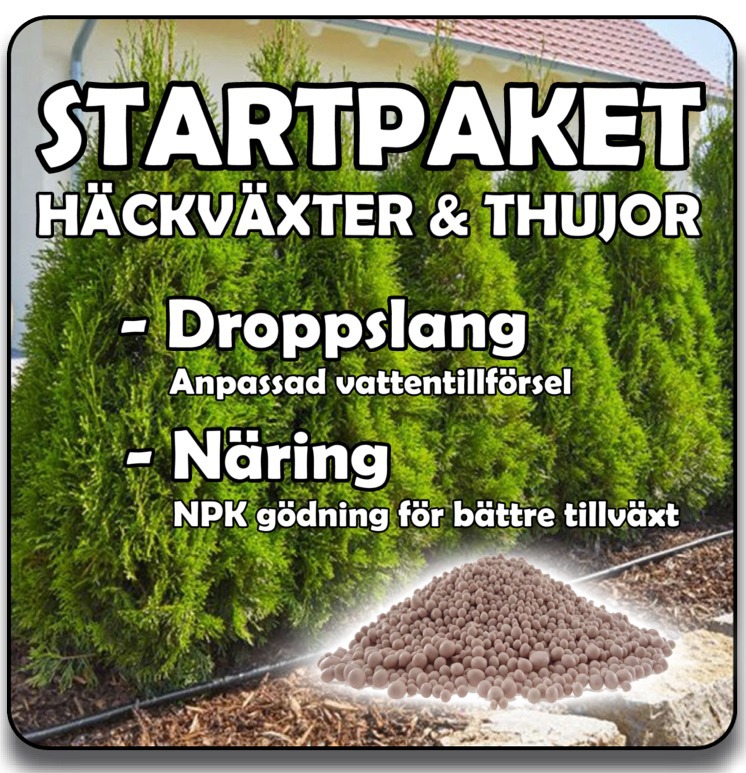 Droppslang thuja Droppslang thuja