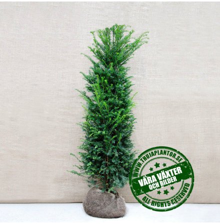 Taxus Baccata | Idegran |  80-100cm 