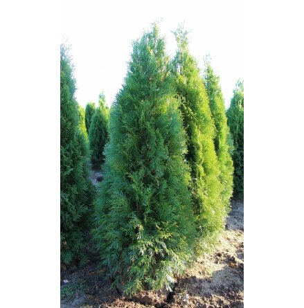 | Thuja Smaragd 120CM+ |