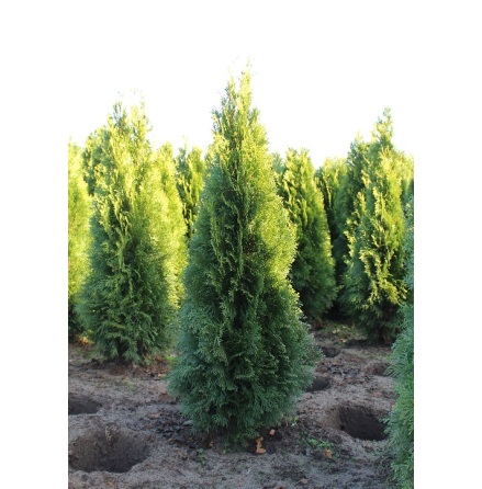 | Thuja Smaragd 80CM+ | 