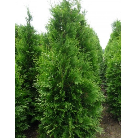 | Thuja Brabant  80-100cm | 